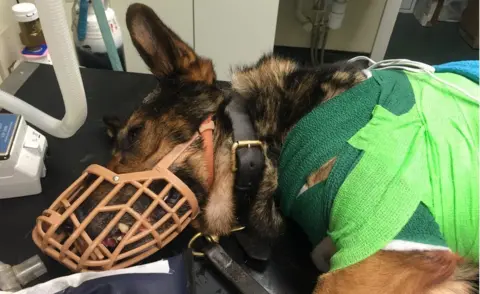 Dave Wardell Police dog at a vet's surgery