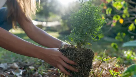 A woman planting a small tree