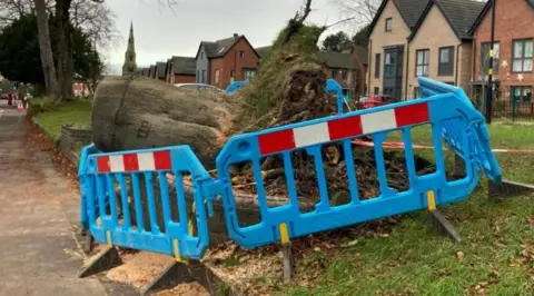 The trunk of the tree lies next to a pavement, with blue slatted barriers cordoning it off. Its roots are visible