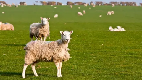 Field of sheep and lambs Near Newport on Pembrokeshire Coast Path