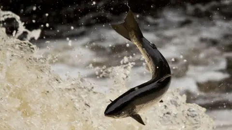 A salmon splashing out of the water.