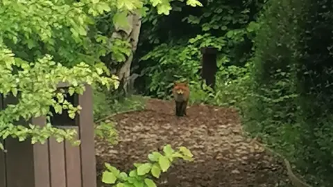 supplied A fox stands in the distance surrounded by shrubs and trees