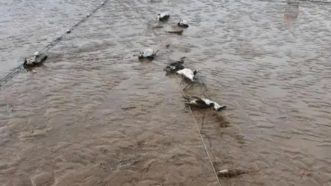 Whitby Wildlife Sanctuary A number of dead seabirds, coloured black and white, attached to netting on a wet, sandy brown beach.