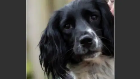 Suffolk Police A general picture of Puffin the Springer Spaniel. 