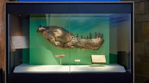 Natural History Museum T-rex jawbone