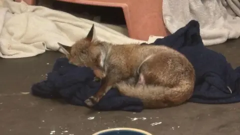 Secret World Fox laying on a towel in a rescue centre 