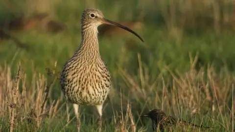 Getty Images A curlew standing in green and brown grass. It has a long neck and long, brown beak. Its feathers are beige in colour, with dark brown tips. Its legs are white.