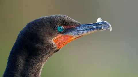 Getty Images A close-up of a cormorant, with a bright orange-red beak, brown feathers and a beady turquoise eye. A few feathers are stuck to its beak.