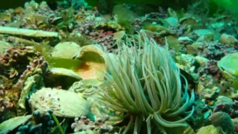 Natural England A number of seabed creatures and items on a seabed with a fronded creature in the foreground.