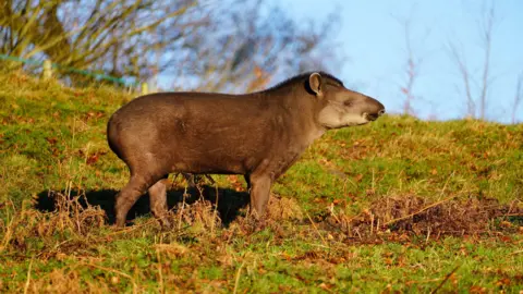 Longleat Tapir standing in the grass