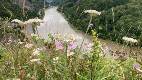A shot of cow parsley and other wildflowers over the Avon Gorge with the river Avon in the background and the portway road to the left