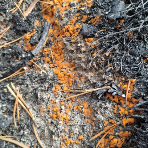 FLS The fungus looks little joined up blobs of orange peel charred twigs and needles.
