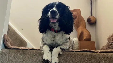 Black and white springer-cocker spaniel lying down on the top of the stairs inside a house. The dogs front paws are hanging over the edge of a step and the carpet is grey.