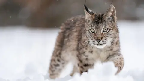 A lynx cub - with its distinctive black-tipped ears and speckled brown coat - walking through the snow