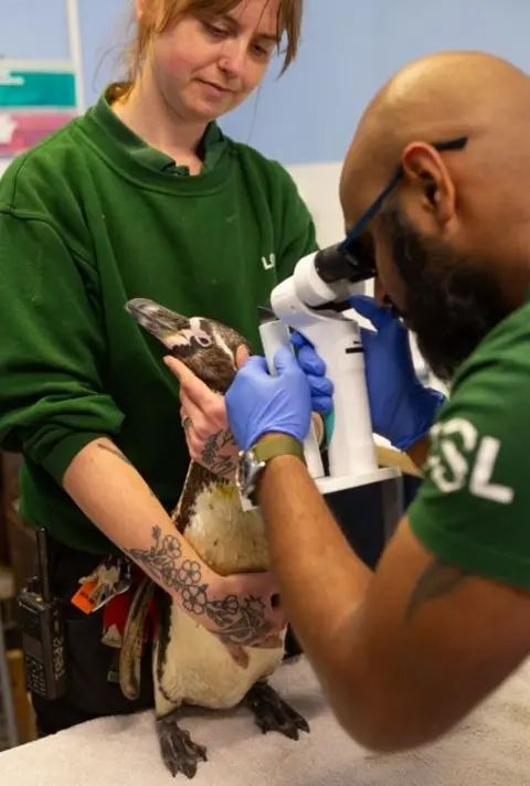 ZSL A penguin stands on a padded surface while two people in green workwear and blue gloves gently hold its head and body; one person uses a handheld optical instrument to examine the penguin’s eye in an indoor clinical or animal-care setting.