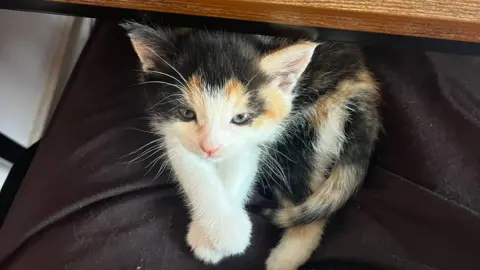 A black, brown and white kitten with blue eyes sitting underneath a wooden tabletop on black fabric. It is looking at the camera with its front paws crossed.