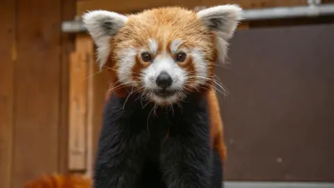 A red panda facing the camera. It has a white snout, cheeks, eyebrows and ears, while the rest of its coat is a mix of ginger and black fur. 