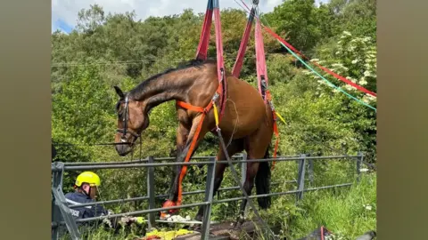 A brown horse that's strapped in by a harness is lifted in the air. Bridge railings can be seen either side of it. There are trees and bushes in the background. 