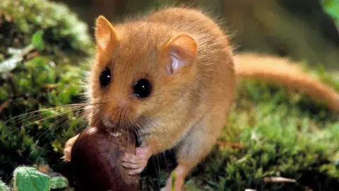 A light brown coloured dormouse clutching a nut while on a mossy branch