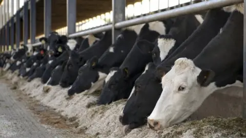 Getty Images Dairy cows