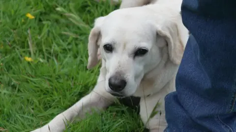A yellow Labrador sits at the feet of her owner. She stares at the camera with big, sad, eyes. 