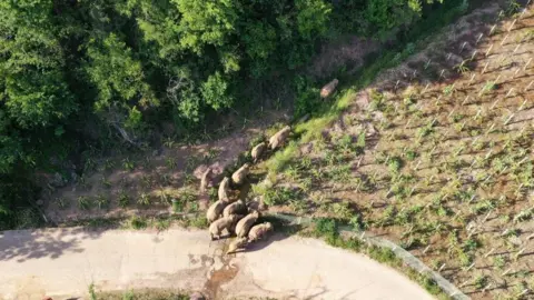 Getty Images Image shows wild elephants wandering in Yunan