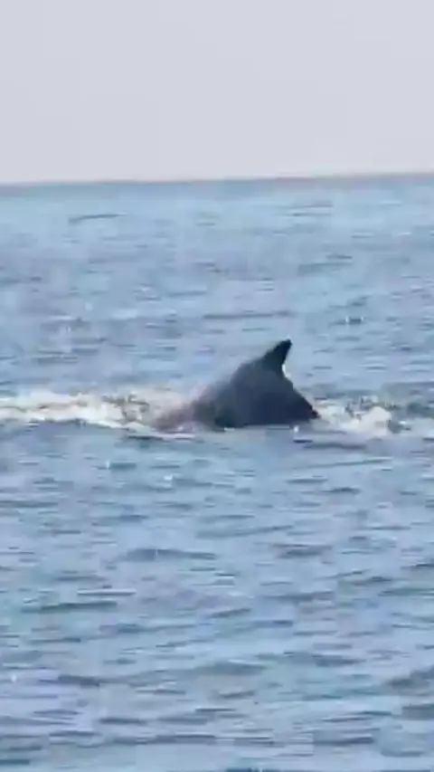 A whale fin poking out the surface of the water. 