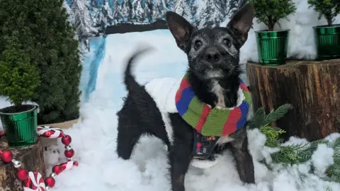 DGCR A black dog stands in front of a winter background