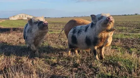 Three pigs are trotting through a stubbly, muddy field. Two look like they are light in colour with black spots and one is ginger. There is a farm building in the background.