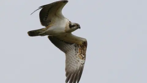 Peter Moore Osprey