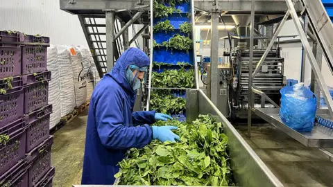 inside the factory a man in full blue PPE sorts through spinach on a conveyor belt
