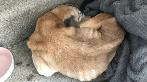 RSPCA Bentley the dog as found by RSPCA inspectors