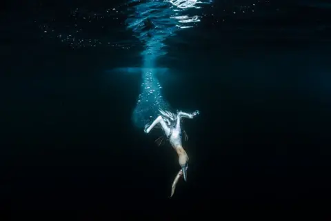 Jade Hoksbergen A northern gannet dives into the waters near Isle of Noss, Shetland Islands, Scotland