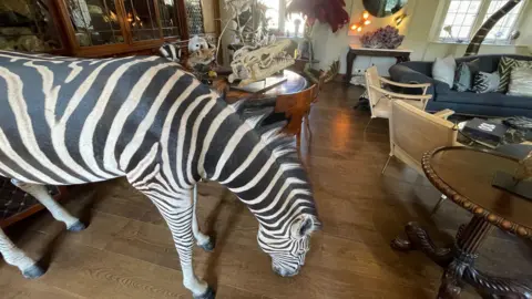 A taxidermy zebra is in the foreground of a cluttered drawing room containing other taxidermy animal heads, a reptile skull and ornate and designer furniture.