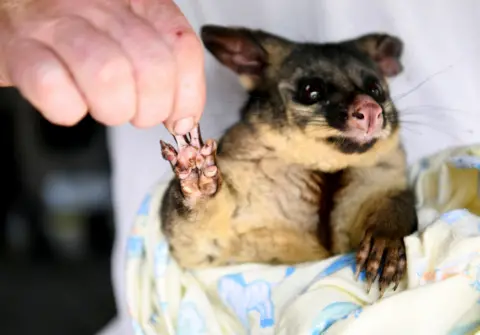 Tracey Nearmy / Reuters A burnt paw of a brushtail possum is pictured as it is nursed by volunteers in Merimbula, Australia, 9 January 2020