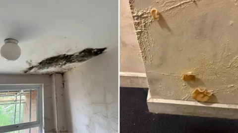 BBC Two images. The left is thick mould growing on the ceiling of a property and the right image shows  three yellow funghi growing from a wall