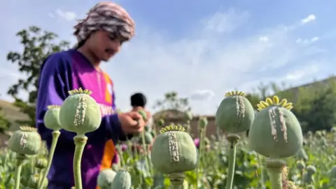 Getty Images Poppy plants in Afghanistan