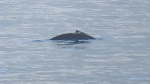 Tash Murch/Cornwall Wildlife Trust The humpback whale off the Cornish coast