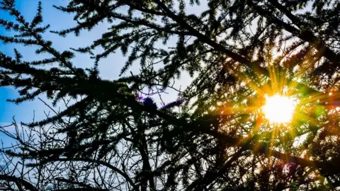 Anthony Morris Sunshine in Farmoor