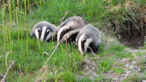 Tarquin Pentecast Three badgers - a mother and her two cubs - play in the grass just outside their den. 