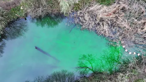 Bright green water in a pond surrounded by grasses.