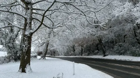 A tree by a road is covered in snow.