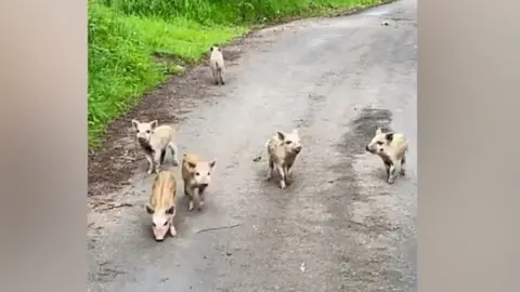 A group of boars on a gravel road