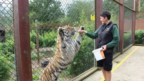 Colchester Zoo Ang Matthews with another tiger at the zoo