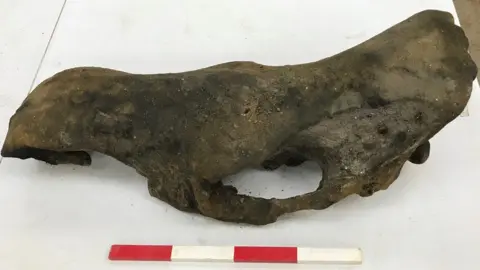 BBC Mammoth bone