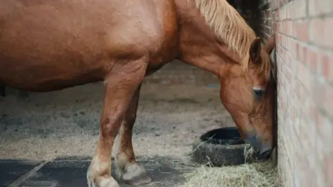 Ellie Piggott Poppy the horse