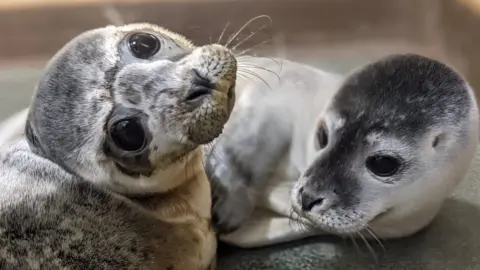 Two seals