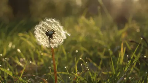 A dandelion ready to spread its seeds with grass in the background