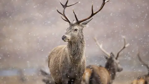 Getty Images Red deer