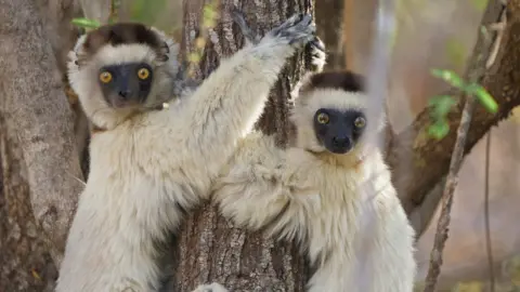 BBC Studios Two white Sifaka lemurs hugging a large tree trunk in order to keep cool in Madagascar.